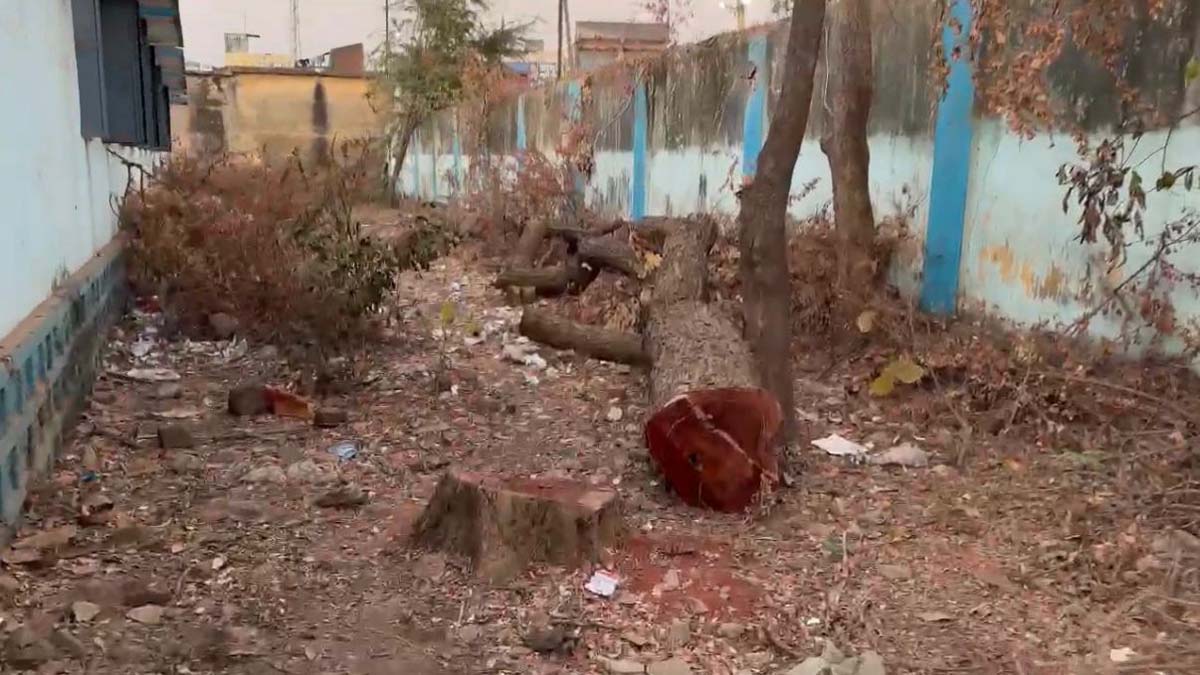 kharora school tree kharora school tree