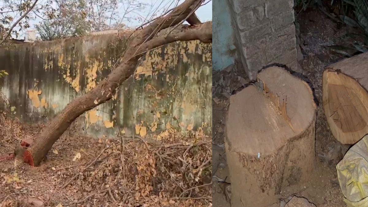 kharora tree cut kharora tree cut