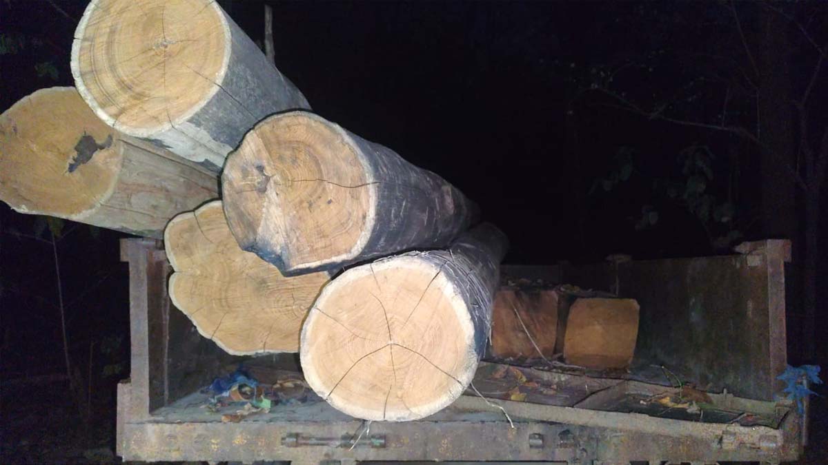 अवैध रूप से लोड किया गया सागौन अवैध रूप से लोड किया गया सागौन