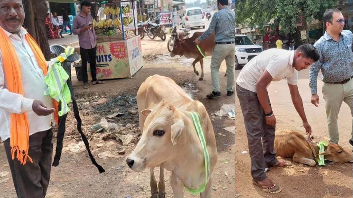 आवारा मवेशियों के गले में लगाए गए रेडियम बेल्ट