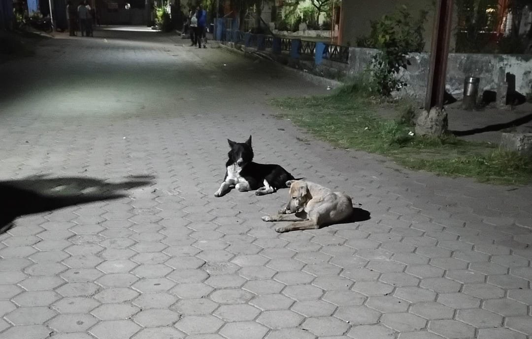 Mandideep Dog Bite undefined