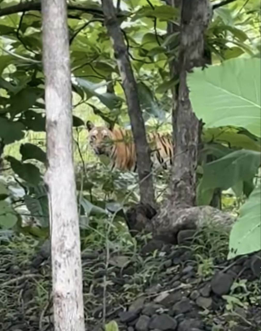 tiger tiger
